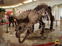 Скелет Triceratops