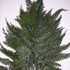 보존한 Leatherleaf 고비