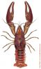 Crayfish (живите)