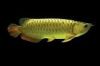 Золотистые рыбы arowana для сбывания