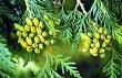 Thuja Occidentalis 추출물