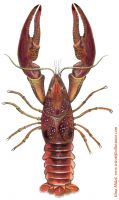 Crayfish (жи...
