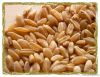 Hard Durum Wheat No 1. NON GMO