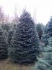 Nordmann Fir