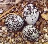 Parrot eggs ostrich eggs and eagle eggs for sale