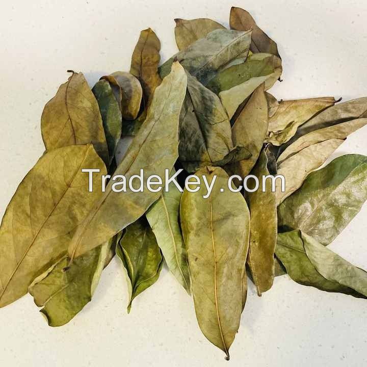 WHOLE DRIED SOURSOP LEAVES / BULK SUPPLY FROM VIETNAM