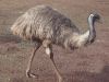 ЦЫПЛЕНОКИ EMU