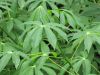 GREEN FREEZE CASSAVA LEAVES / TRADITIONAL CLEAN FOOD / MINERAL-RICH / READY TO COOK