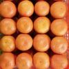 High Quality Fresh Wokam Mandarin Orange Citrus