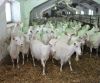 Live Saanen Goats / Saanen Goats / Live Goats 100% healthy with all certificates