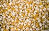  Maize | Maize Exporter | Corn Grain Seller | Maize Buyer | Bulk Maize Grain Importer | Corn bean Buyer | Corn bean Wholesaler | Corn Grain Manufacturer | Best Quality Corn Grain | Cheap Maize Supplier | Low Price Corn | Yellow Corn | White Cron | Baby Ma