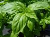 Sweet Basil