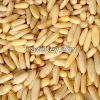 Top Quality Pine Nut