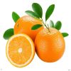 Valencia Oranges / Fresh Orange - Wholesale for Orange Fruit with High Quality Cheap Price Global Best