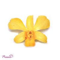 Высушенные цветки - высушенная орхидея от Таиланда