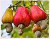 Cashew Nuts