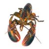 2019 Fresh Live Lobster For Sale