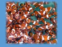 Черные Clownfish, ложные Clownfish Percula, Clownfish Percula, Seabass