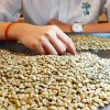  Green Coffee Bean 100% Arabica - Peaberry 
