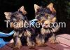 yorkie puppies