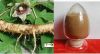 100% pure natural Codonopsis Pilosula Extract/Radix Codonopsis