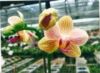 Тайваньская одичалая орхидея