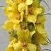 Verbascum thapsus 추출물