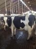 Супоросые телушки Голштини и другие молочные скоты для сбывания
