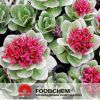 무료 샘플 자연적인 Rhodiola Rosea 분말 추출물