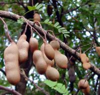 Тамаринд (tamarindo)