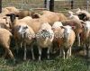 sheep goad online for sale