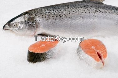 PACIFIC FROZEN SALMON FISH