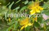 Выдержка St. John's wort (зверобой Perforatum)