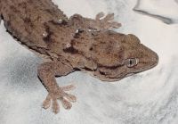 Гады, Venomous Spp, лодкамиамфибии, малые беспозвоночные Mammals&amp;