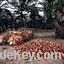 Crude Palm Oil