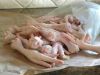 Grade A  Proccesed Frozen Chicken Feet