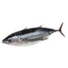 High Quality Tuna Albacore Fish for Sale