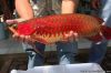 Super Cute Blood Red Arowana Fish On Sale