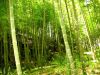 Bamboo тросточка