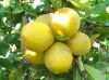 высокомарочный лимон