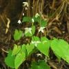 ***** Epimedium