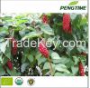 Органическое семя ягоды schisandra