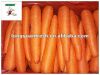 Морковь Китая