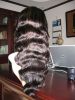 Естественный kinky курчавый парик фронта шнурка в штоке