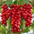 Schisandra C...