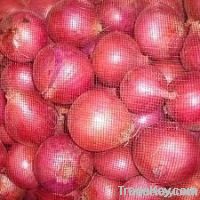 Onion@farm 빨강/백색 가격