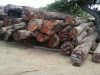 Black Walnut Logs Juglans Olanchana