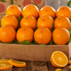 Fresh Citrus Fruits, Valencia Oranges & Lemons high quality 