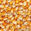 YELLOW  CORN / MAIZE