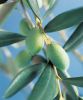 L. Europaea маслины.